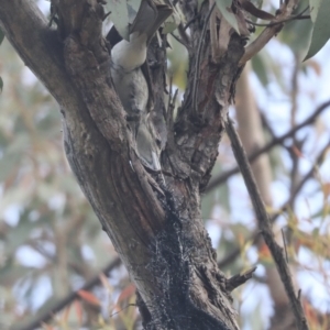 Cracticus torquatus at Hawker, ACT - 22 Oct 2021