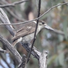 Cracticus torquatus at Hawker, ACT - 22 Oct 2021