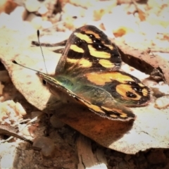 Argynnina cyrila (Forest Brown, Cyril's Brown) at Paddys River, ACT - 25 Oct 2021 by JohnBundock