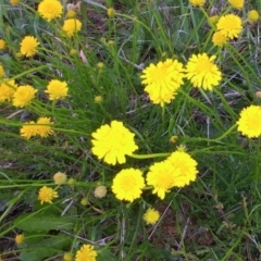 Calotis lappulacea (Yellow Burr Daisy) at Molonglo Valley, ACT - 20 Oct 2021 by sangio7