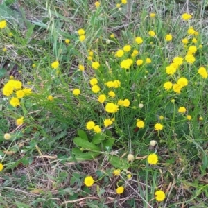 Calotis lappulacea at Molonglo Valley, ACT - 20 Oct 2021