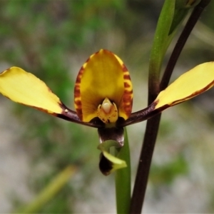 Diuris sp. at Paddys River, ACT - suppressed