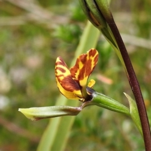 Diuris sp. at Paddys River, ACT - suppressed