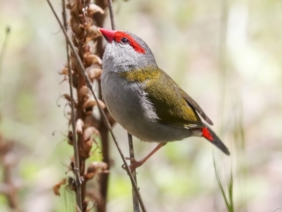 Neochmia temporalis (Red-browed Finch) at Hawker, ACT - 22 Oct 2021 by AlisonMilton