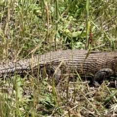 Egernia cunninghami (Cunningham's Skink) at Dunlop, ACT - 24 Oct 2021 by Simonster