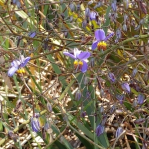 Dianella revoluta var. revoluta at Molonglo Valley, ACT - 24 Oct 2021