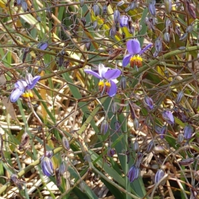 Dianella revoluta var. revoluta (Black-Anther Flax Lily) at Molonglo Valley, ACT - 24 Oct 2021 by sangio7