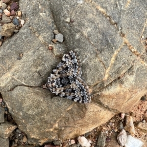 Dichromodes disputata at Kowen, ACT - 21 Oct 2021