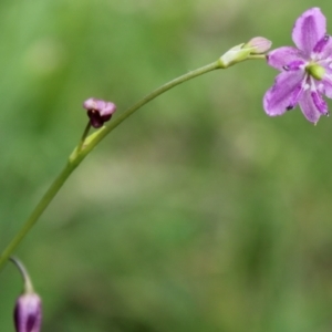 Arthropodium minus at Red Hill, ACT - 23 Oct 2021 01:16 PM