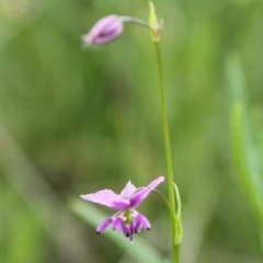 Arthropodium minus at Red Hill, ACT - 23 Oct 2021