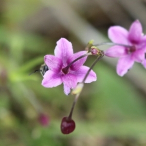 Arthropodium minus at Red Hill, ACT - 23 Oct 2021 01:16 PM