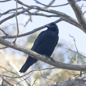 Corvus coronoides at Higgins, ACT - 10 Oct 2021