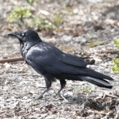 Corvus coronoides at Higgins, ACT - 10 Oct 2021