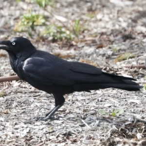 Corvus coronoides at Higgins, ACT - 10 Oct 2021 09:52 AM