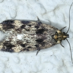 Barea codrella (A concealer moth) at Ainslie, ACT - 21 Oct 2021 by jbromilow50