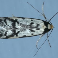 Philobota lysizona (A concealer moth) at Ainslie, ACT - 20 Oct 2021 by jb2602