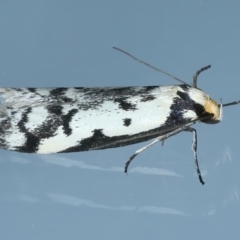 Philobota lysizona at Ainslie, ACT - 20 Oct 2021