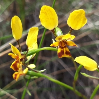 Diuris nigromontana (Black Mountain Leopard Orchid) at ANBG South Annex - 23 Oct 2021 by abread111