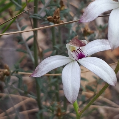 Caladenia moschata (Musky Caps) at Acton, ACT - 23 Oct 2021 by abread111