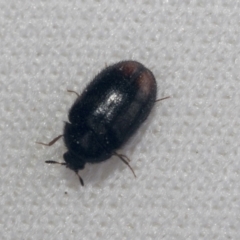 Eurhopalus sp. (genus) (Dermestid beetle) at Bruce Ridge to Gossan Hill - 27 Sep 2021 by AlisonMilton