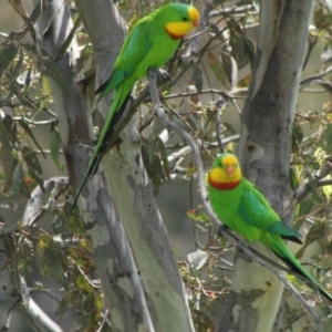 Polytelis swainsonii at Hughes, ACT - suppressed