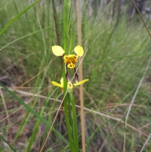 Diuris sulphurea at Acton, ACT - suppressed