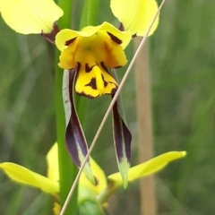 Diuris sulphurea at Acton, ACT - suppressed