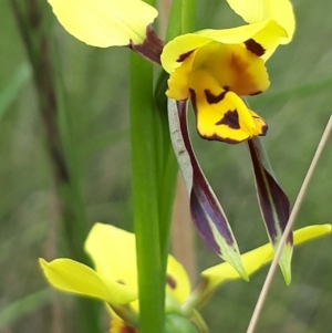 Diuris sulphurea at Acton, ACT - suppressed