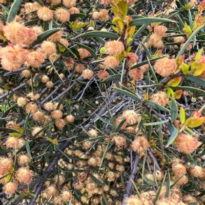 Acacia siculiformis (Dagger Wattle) at Kowen, ACT - 21 Oct 2021 by SimoneC