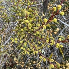 Acacia siculiformis at Kowen, ACT - 21 Oct 2021