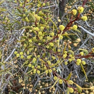 Acacia siculiformis at Kowen, ACT - 21 Oct 2021 11:35 AM