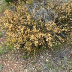 Acacia siculiformis at Kowen, ACT - 21 Oct 2021 11:35 AM