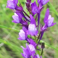 Linaria pelisseriana (Pelisser's Toadflax) at ANBG South Annex - 23 Oct 2021 by abread111