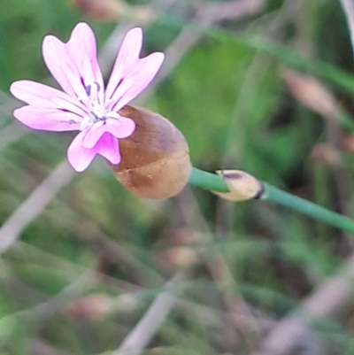 Petrorhagia nanteuilii (Proliferous Pink, Childling Pink) at Acton, ACT - 23 Oct 2021 by abread111