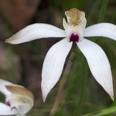 Caladenia moschata (Musky Caps) at Acton, ACT - 23 Oct 2021 by abread111