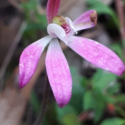 Caladenia carnea (Pink Fingers) at Acton, ACT - 23 Oct 2021 by abread111