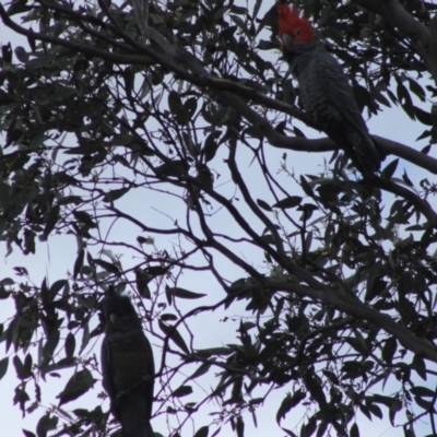Callocephalon fimbriatum (Gang-gang Cockatoo) at Red Hill, ACT - 23 Oct 2021 by kieranh