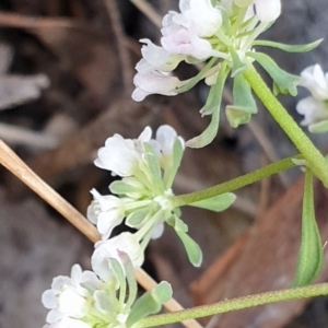 Poranthera microphylla at Aranda, ACT - 25 Oct 2021