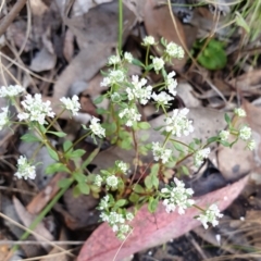 Poranthera microphylla at Aranda, ACT - 25 Oct 2021