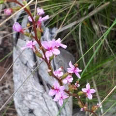 Stylidium (genus) (Trigger Plant) at Acton, ACT - 23 Oct 2021 by abread111