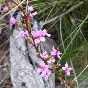 Stylidium sp. at Acton, ACT - 23 Oct 2021 04:20 PM