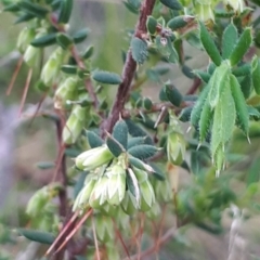 Leucopogon fletcheri subsp. brevisepalus (Twin Flower Beard-Heath) at ANBG South Annex - 23 Oct 2021 by abread111