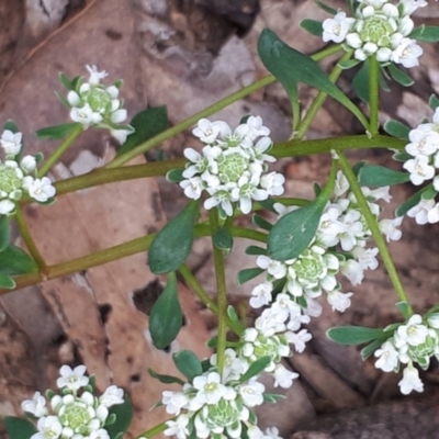 Poranthera microphylla (Small Poranthera) at ANBG South Annex - 23 Oct 2021 by abread111