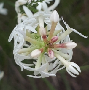 Stackhousia monogyna at Acton, ACT - 23 Oct 2021