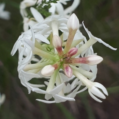 Stackhousia monogyna (Creamy Candles) at Acton, ACT - 23 Oct 2021 by abread111