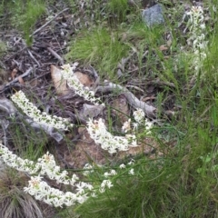 Stackhousia monogyna at Acton, ACT - 23 Oct 2021