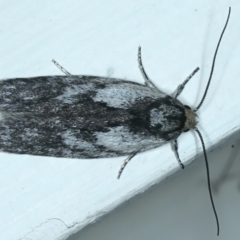 Phylomictis maligna (A Stenomatinae moth) at Ainslie, ACT - 22 Oct 2021 by jb2602