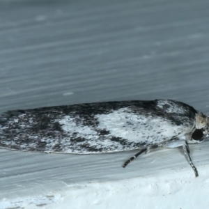 Phylomictis maligna at Ainslie, ACT - 22 Oct 2021 09:02 PM