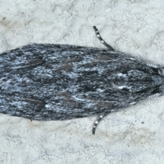 Phylomictis sarcinopa (A Stenomatidae moth) at Ainslie, ACT - 20 Oct 2021 by jbromilow50