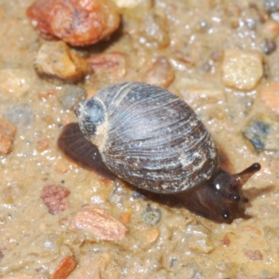 Austrosuccinea macgillivrayi (Macgillivray's Ambersnail) at Mount Clear, ACT - 23 Oct 2021 by Harrisi